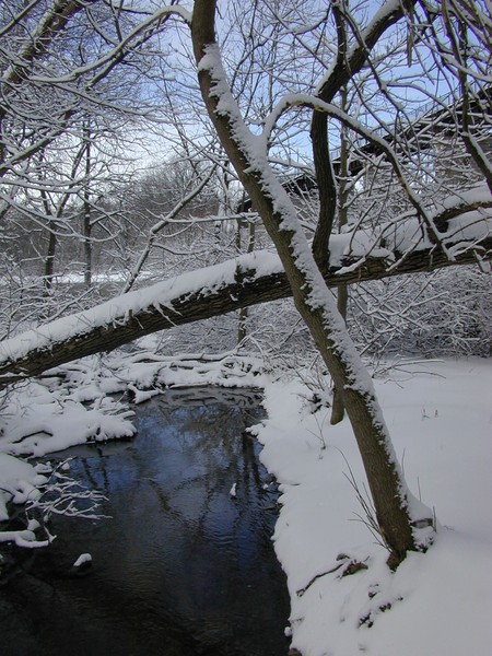 Winter Reflection