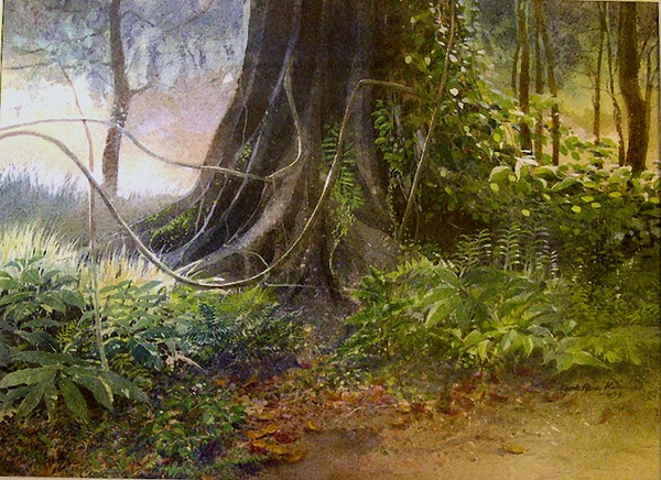 Bukit Timah Nature Reserve, Singapore