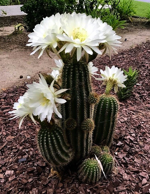 My garden cactus