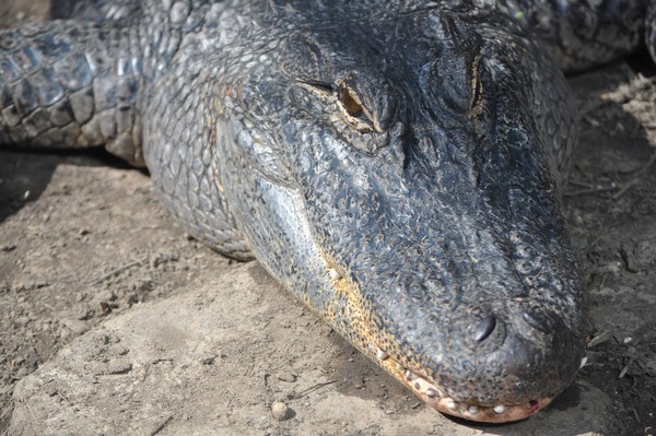 Alligator smile