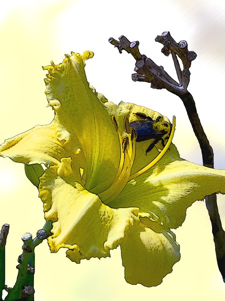 Daylilly Yellow