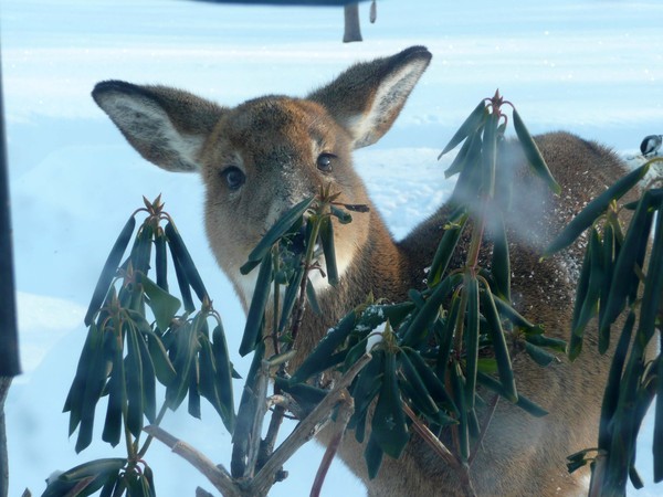 Morning visitor