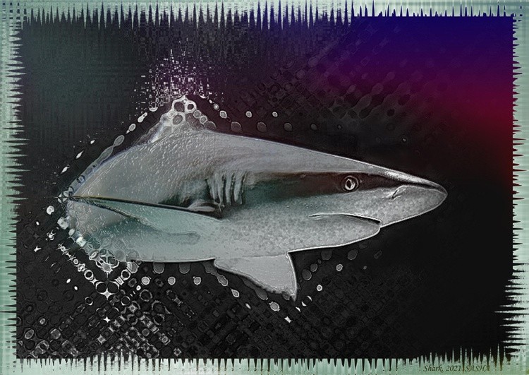 Shark