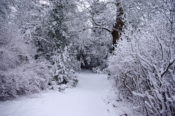 Snowheath