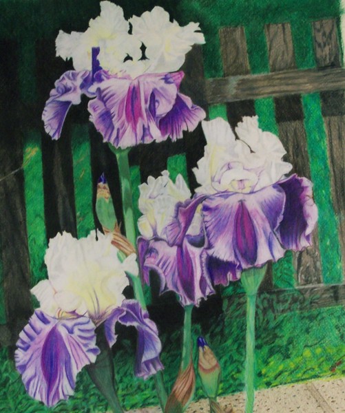 Irises