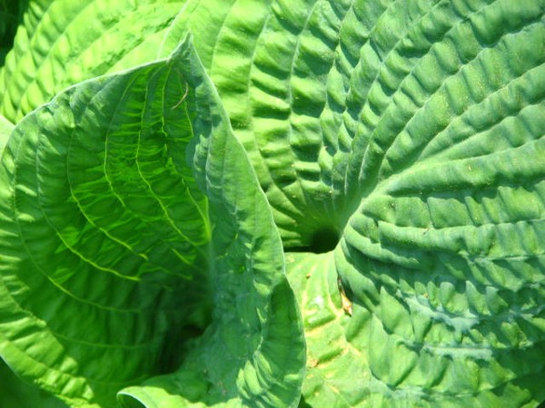 Hosta