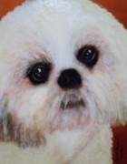 Shih-Tzu - Caddy Mo