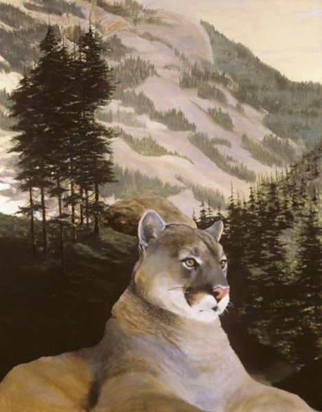 Big Montana Mountain Lion