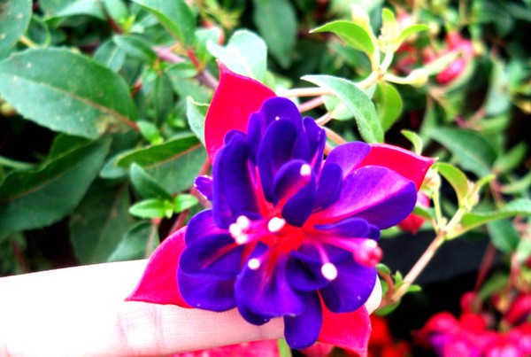 Pretty purple flower