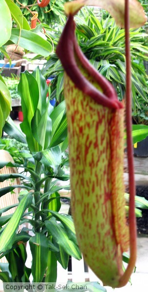 Pitcher Plant