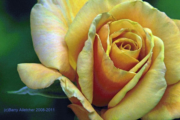 Yellow Rose