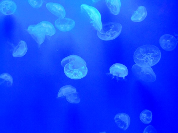 jellyfish