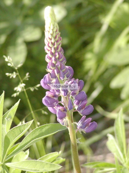 Larkspur