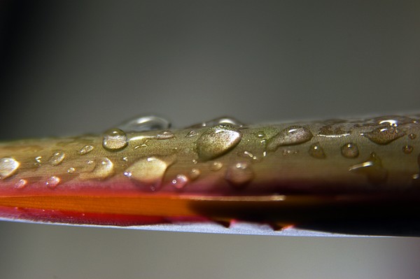 Rain