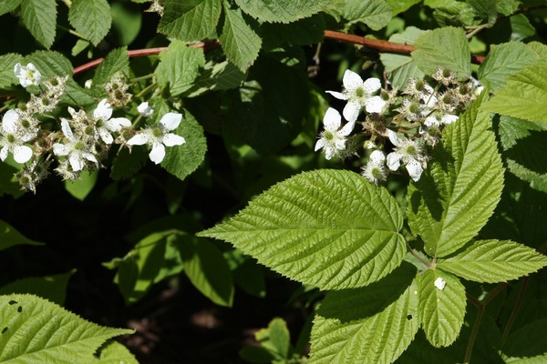 Nature of summer