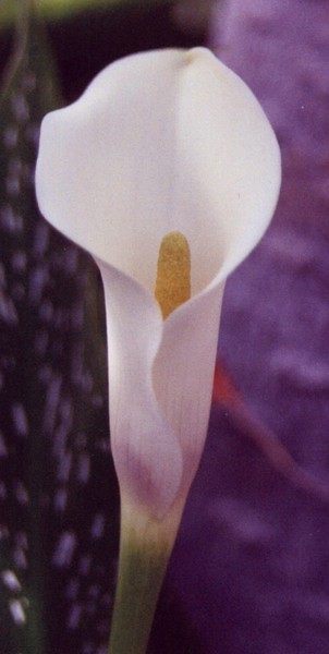 Cala Lily