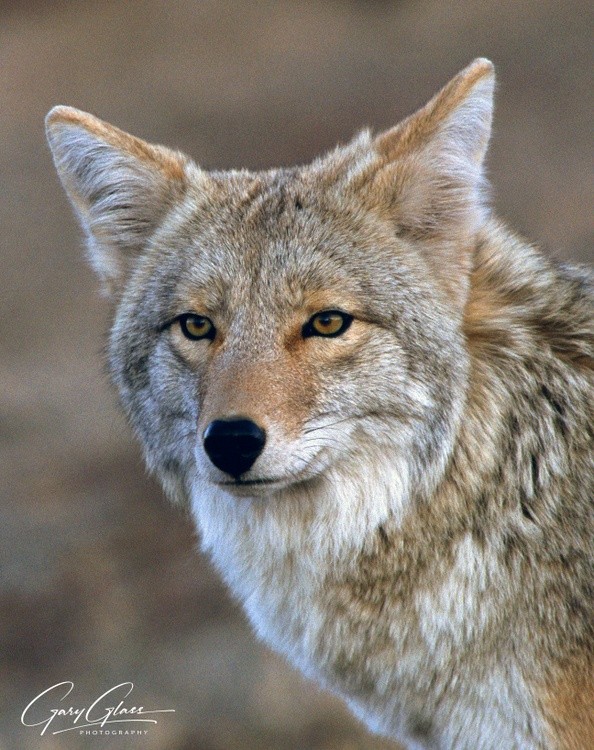 The Quintessential Coyote