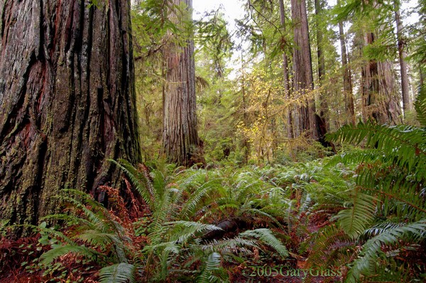 Ferns and Redwoods