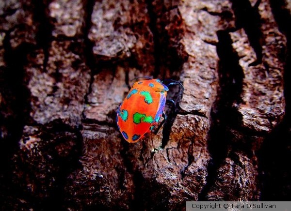 Colour Bug