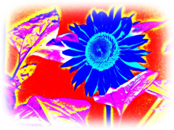 Blue Sunflower