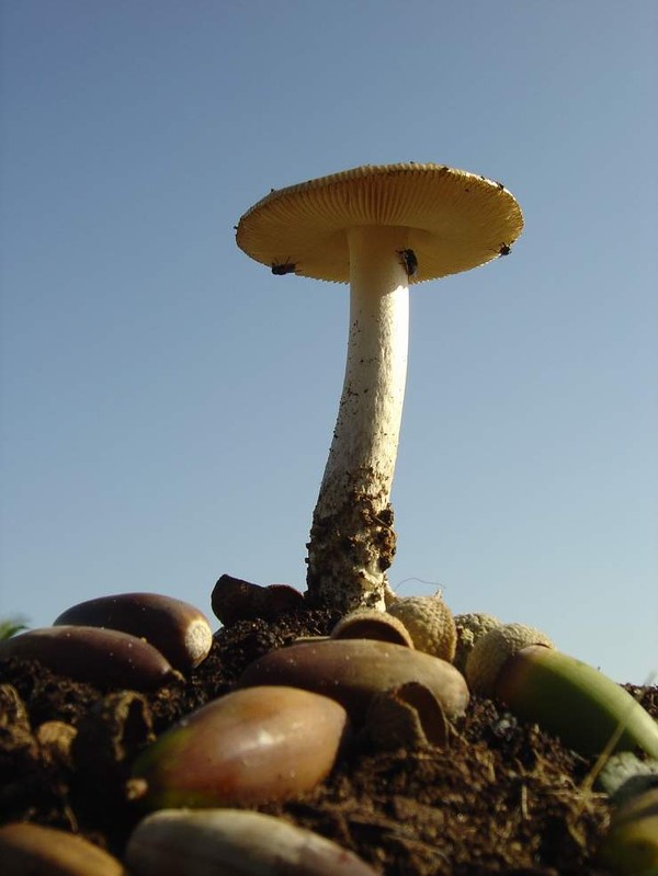 AUTUMN 2003