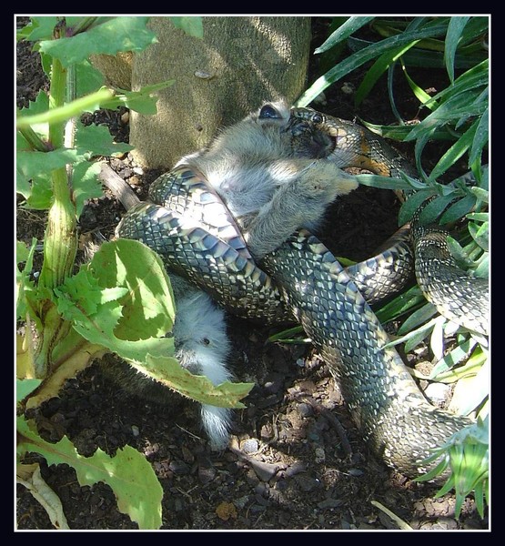 The battle between a rabbit and a snake