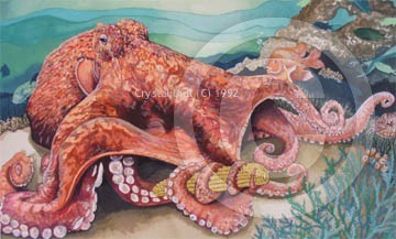 Octopus with corn cob