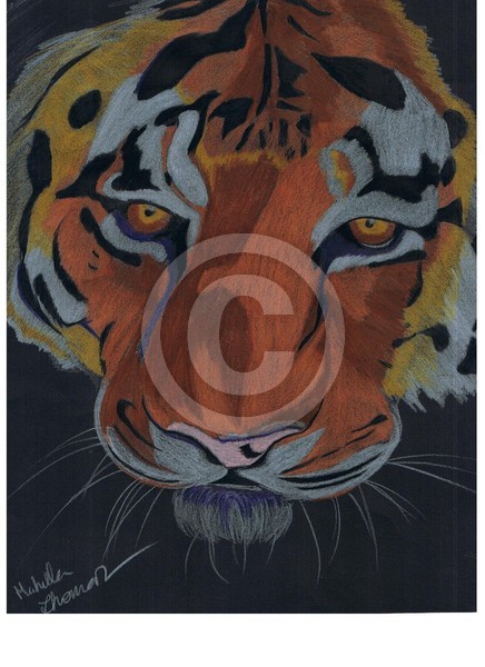 Tiger in the Dark