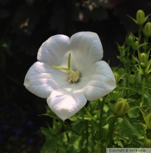 white campanula