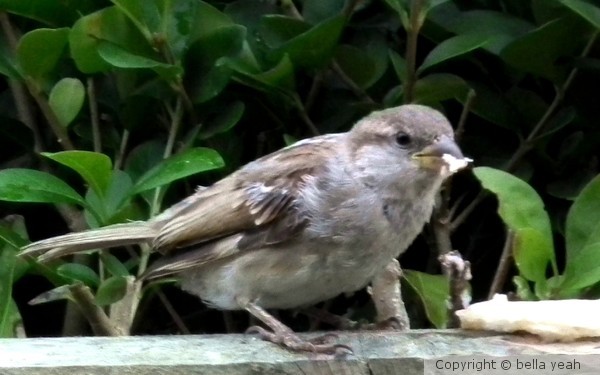 sparrow popped along for lunch