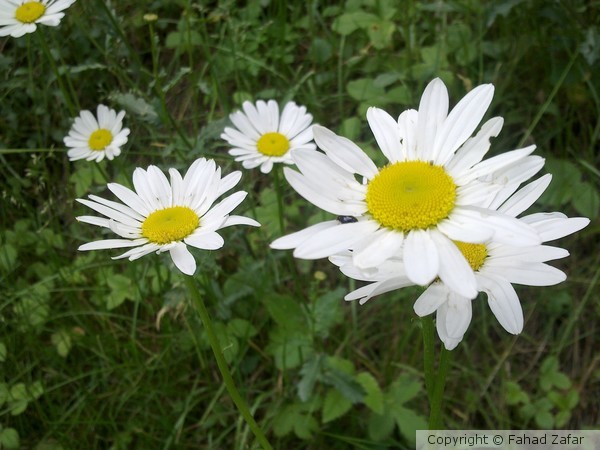 Oxeye daisys at Changla Gali, KP, Pakistan.