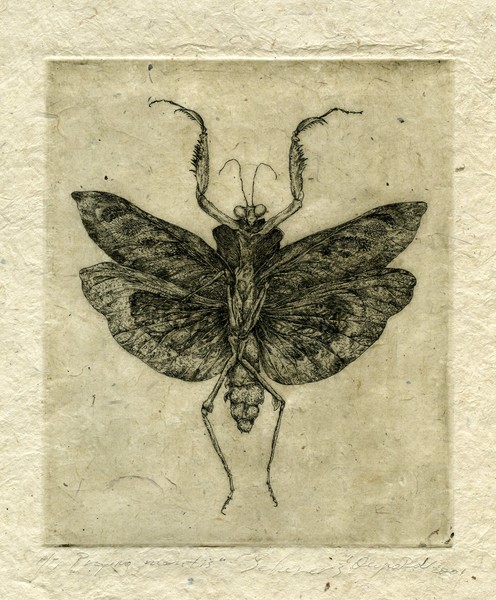 Praying Mantis, 2010