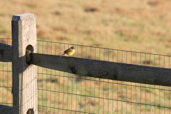 Fall Migration - Alone