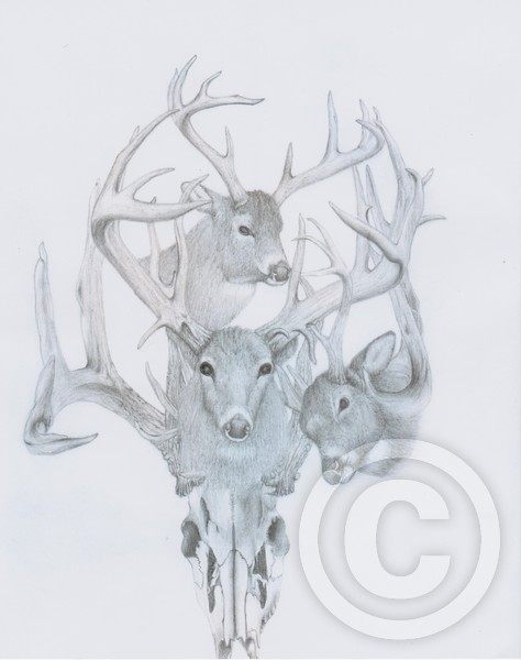 Deer