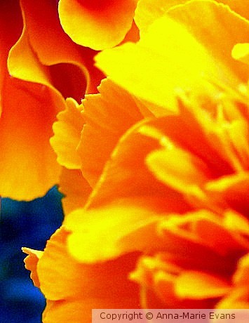 Vivid Beauty