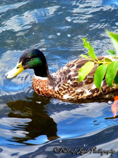 Los Patos Nadar