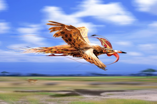 Speedane