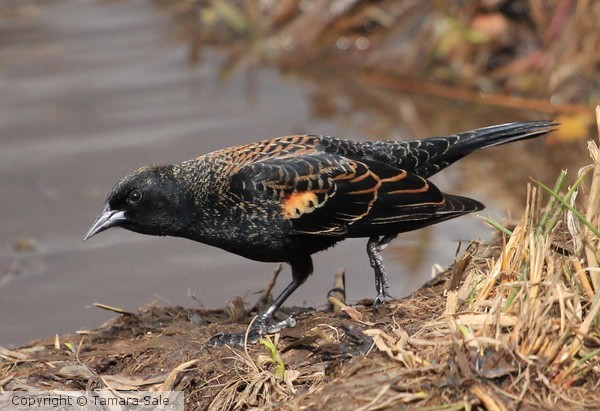 Young Red-wing Blackbird Stops for a Moment
