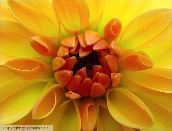 Dahlia Detail