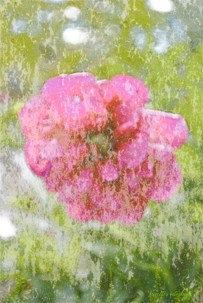 Floating Flower
