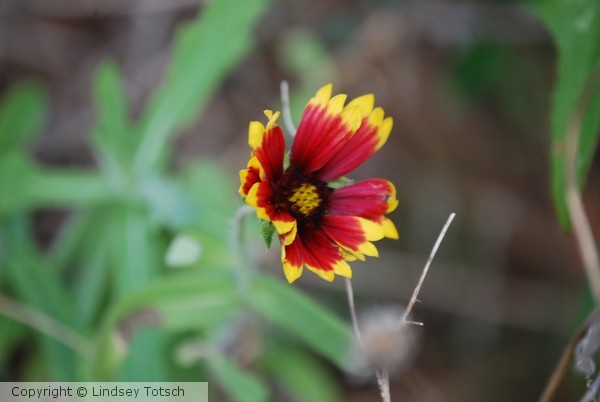Orange and Yellow Flower