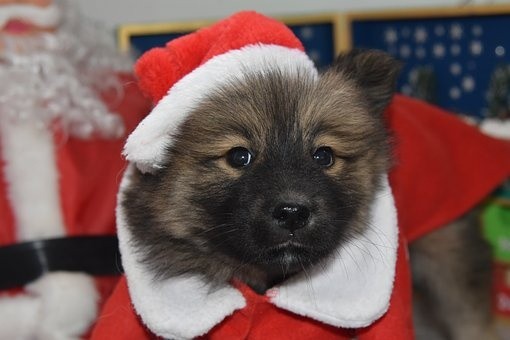 puppies (84)
