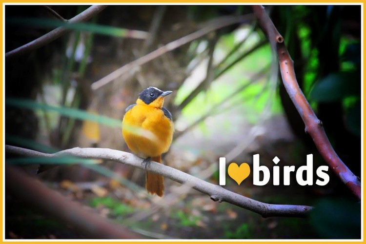 Karen Muro I LOVE BIRDS