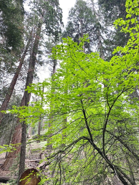NATURE 