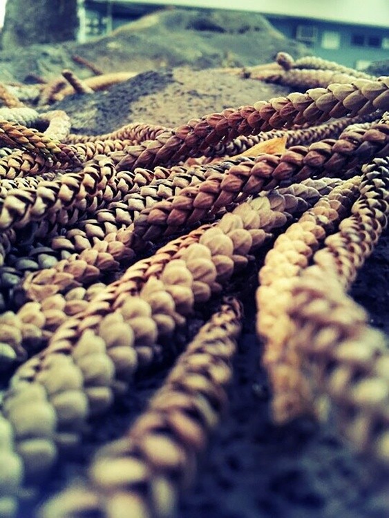 On My Walk through Wailuku