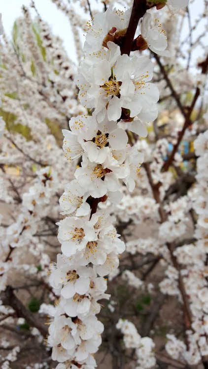 Blooming Tree