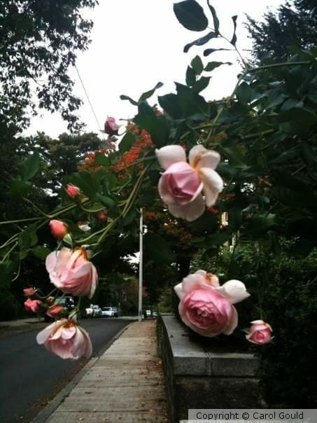 Pink Roses