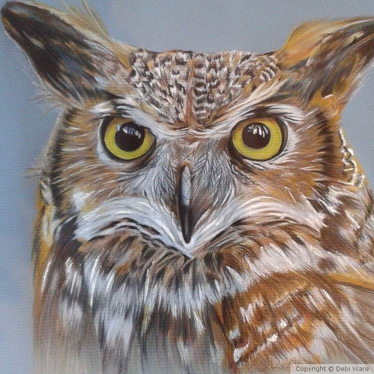 Owl
