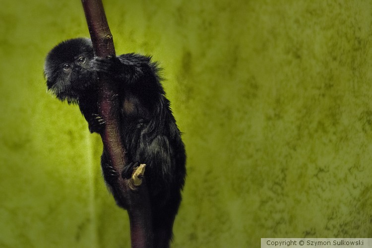 Edinburgh Zoo