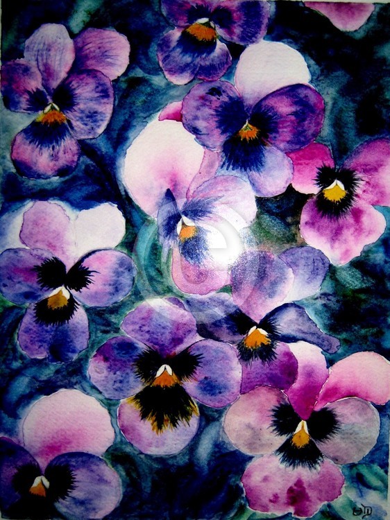 My favorite kind of pansies 